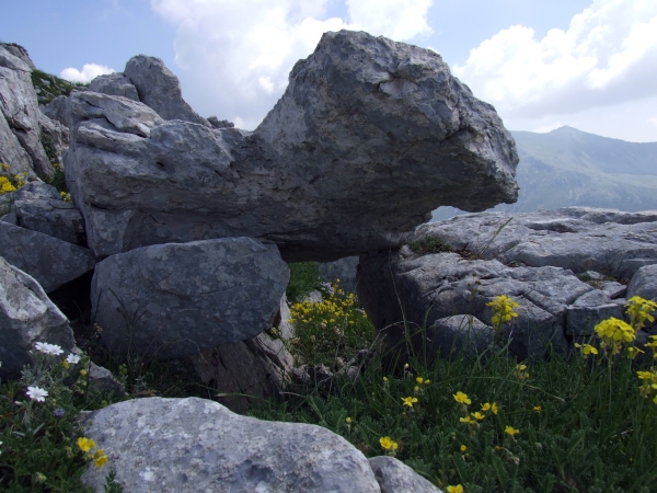 Fioriture in quota